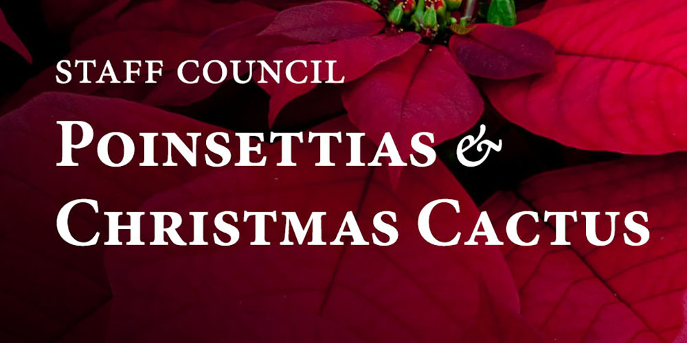 Staff Council Poinsettias and Christmas Cactus